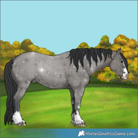 Horse Color:Grullo 