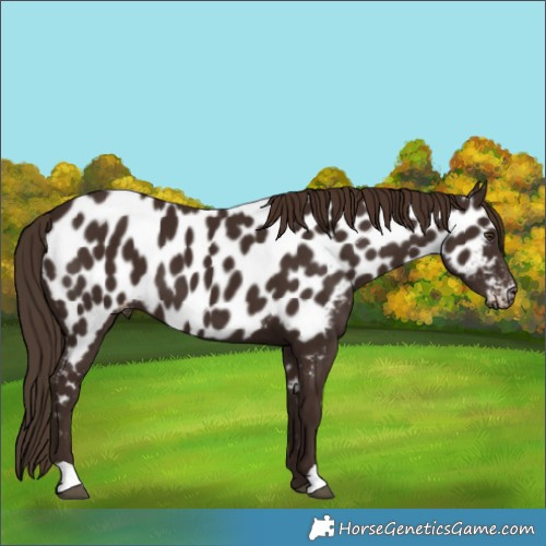 Horse Color:Liver Chestnut Near Leopard