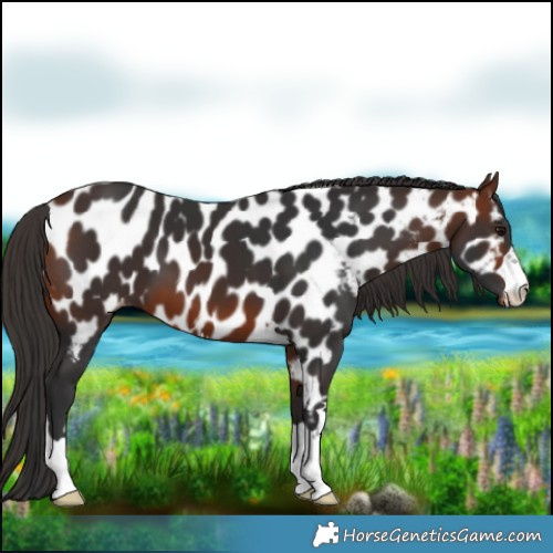 Horse Color:Bay Near Leopard 