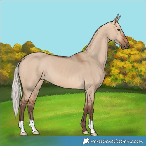Horse Color:Silver Bay Dun