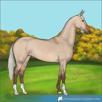 Horse Color:Silver Bay Dun