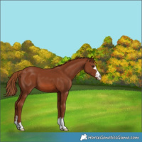 Horse Color:Chestnut 