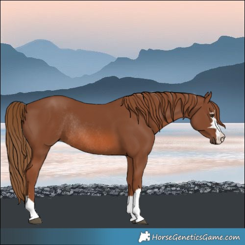 Horse Color:Chestnut Rabicano 