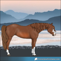 Horse Color:Chestnut Rabicano 