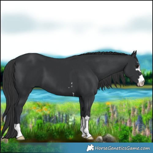 Horse Color:Black 