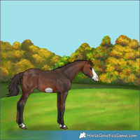 Horse Color:Bay Frame 