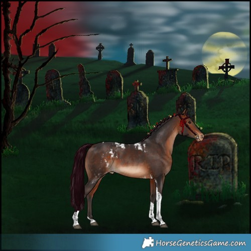 Horse Color:Bay Tobiano Skewed Appaloosa 