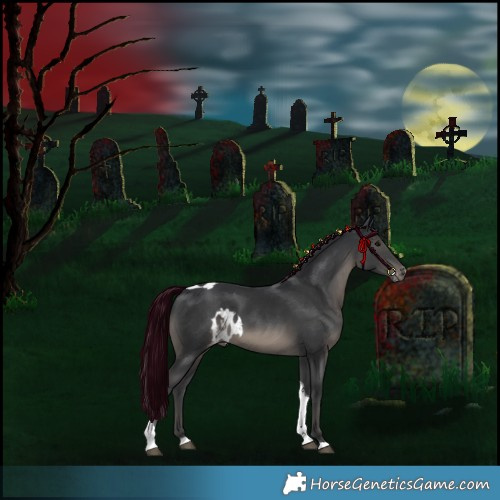 Horse Color:Black Tobiano Skewed Appaloosa 