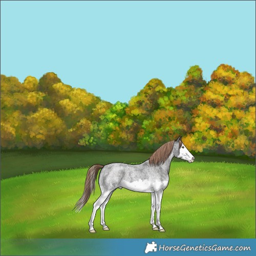 Horse Color:Liver Red Roan Splash 
