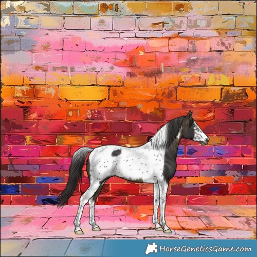 Horse Color:Buckskin Tobiano Frame 