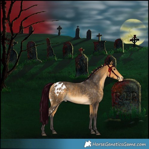 Horse Color:Buckskin Skewed Appaloosa 