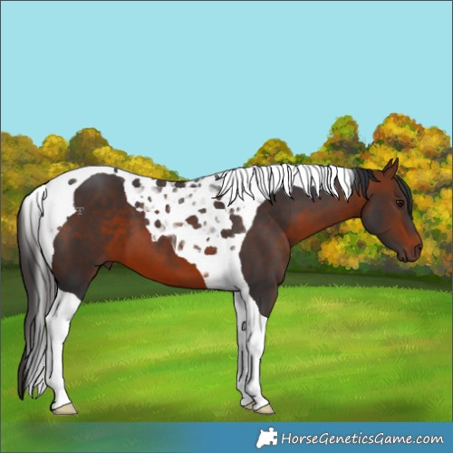 Horse Color:Bay Tobiano 