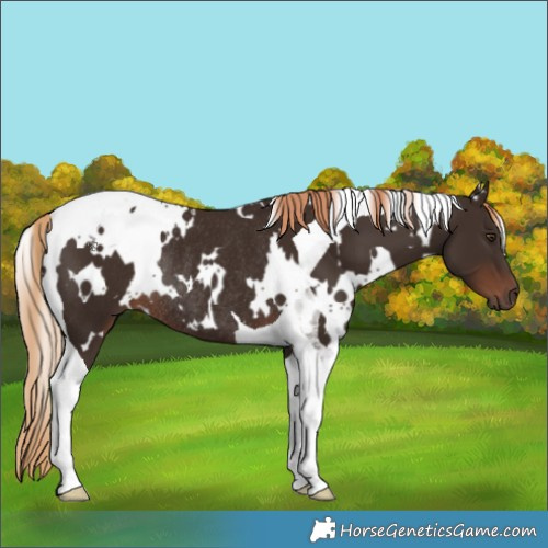 Horse Color:White Spotted Liver Chestnut Tobiano Rabicano 