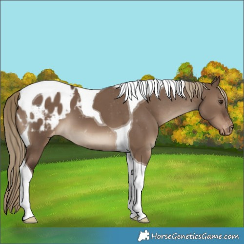 Horse Color:Liver Red Dun Tobiano Appaloosa 
