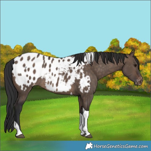 Horse Color:Brown Dun Tobiano Appaloosa Rabicano 