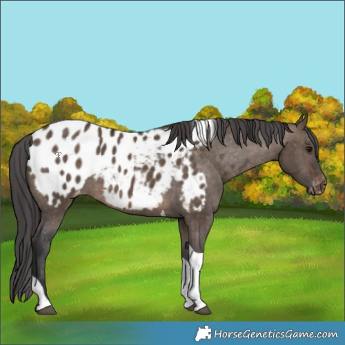 Horse Color:Brown Dun Tobiano Appaloosa Rabicano 