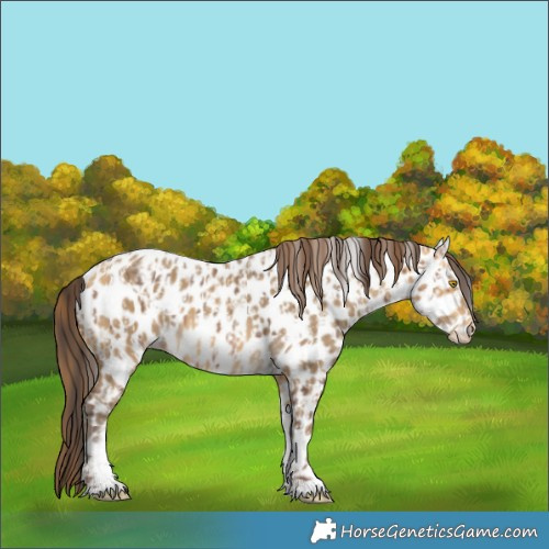 Horse Color:Sable Champagne Near Leopard  and Sable Cream Champagne Near Leopard 