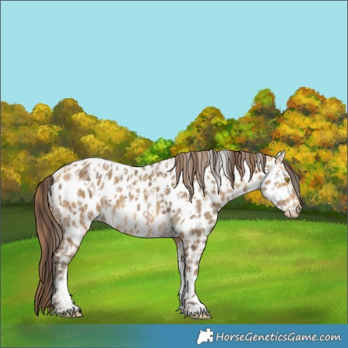 Horse Color:Sable Champagne Appaloosa  and Sable Cream Champagne Appaloosa 