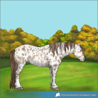Horse Color:Sable Champagne Near Leopard and Sable Cream Champagne Near Leopard