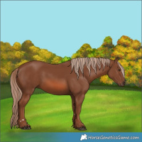 Horse Color:Chestnut 