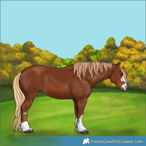 Horse Color:Chestnut 