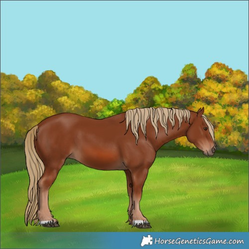 Horse Color:Chestnut 