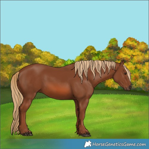 Horse Color:Chestnut 