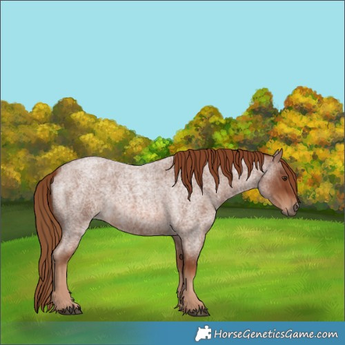 Horse Color:Red Roan 