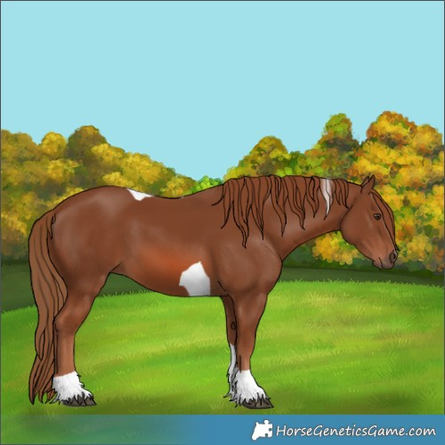 Horse Color:Chestnut Tobiano