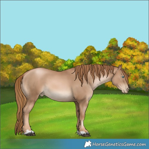 Horse Color:Chestnut Pearl 