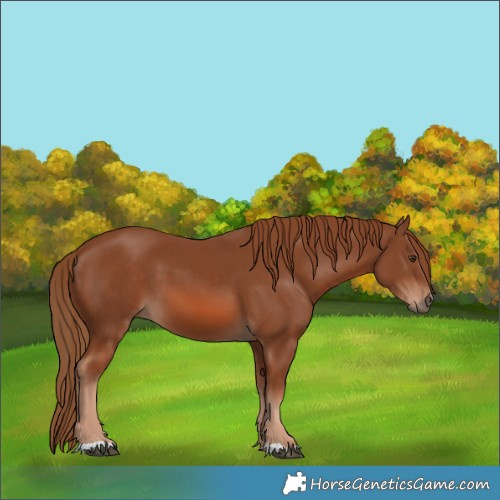 Horse Color:Chestnut 