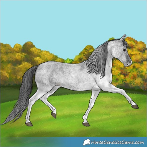 Horse Color:White Spotted Blue Roan 