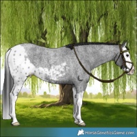 Horse Color:Blue Roan Splash Skewed LP Spotted