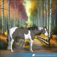 Horse Color:Grullo Splash Tobiano
