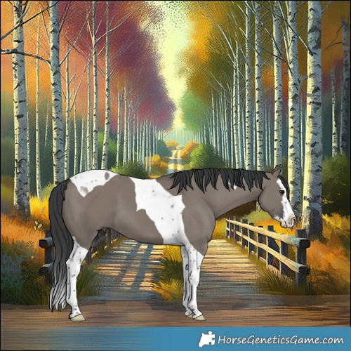 Horse Color:Grullo Splash Tobiano 