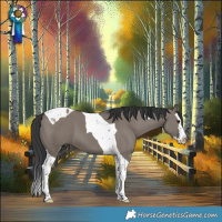 Horse Color:Grullo Splash Tobiano