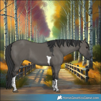 Horse Color:Grullo Tobiano
