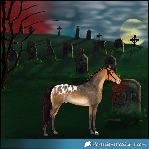 Horse Color:Buckskin Skewed Appaloosa 