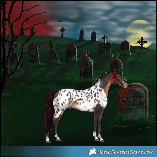 Horse Color:Brown Skewed Appaloosa 