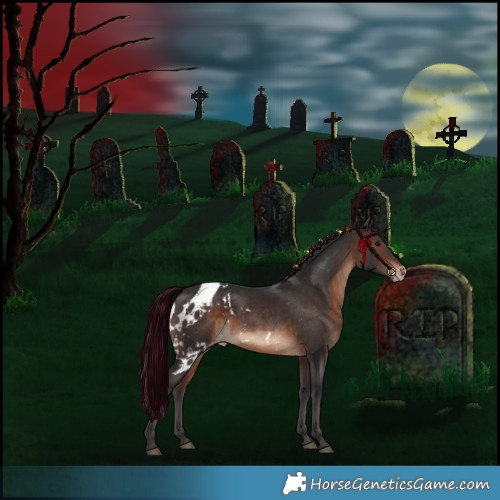Horse Color:Bay Skewed Appaloosa Rabicano 
