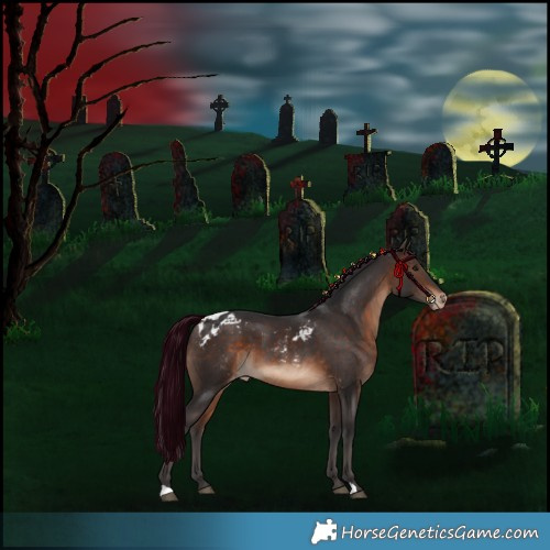 Horse Color:Bay Skewed Appaloosa 