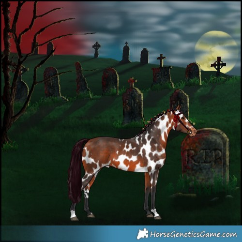 Horse Color:Bay Skewed Appaloosa 