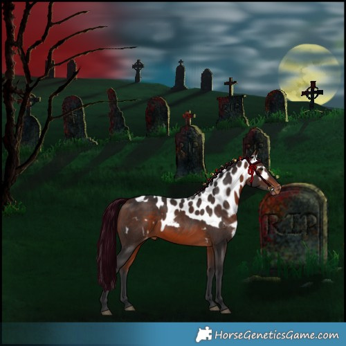 Horse Color:Bay Skewed Appaloosa 