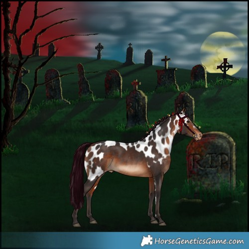 Horse Color:Bay Skewed Appaloosa 