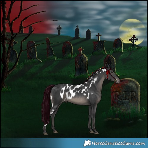 Horse Color:Black Skewed Appaloosa 