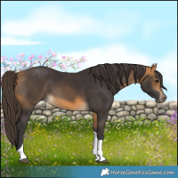 Horse Color:Buckskin Tobiano 