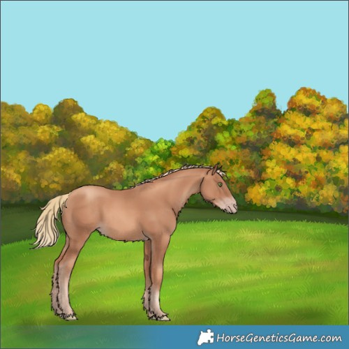 Horse Color:Gold Champagne 