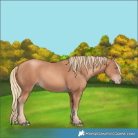Horse Color:Gold Champagne 
