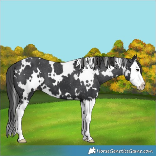 Horse Color:White Spotted Black Splash Varnish 