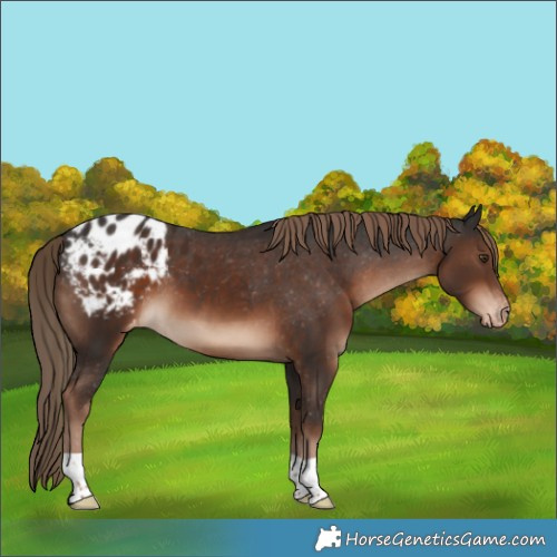 Horse Color:Liver Chestnut Varnish 